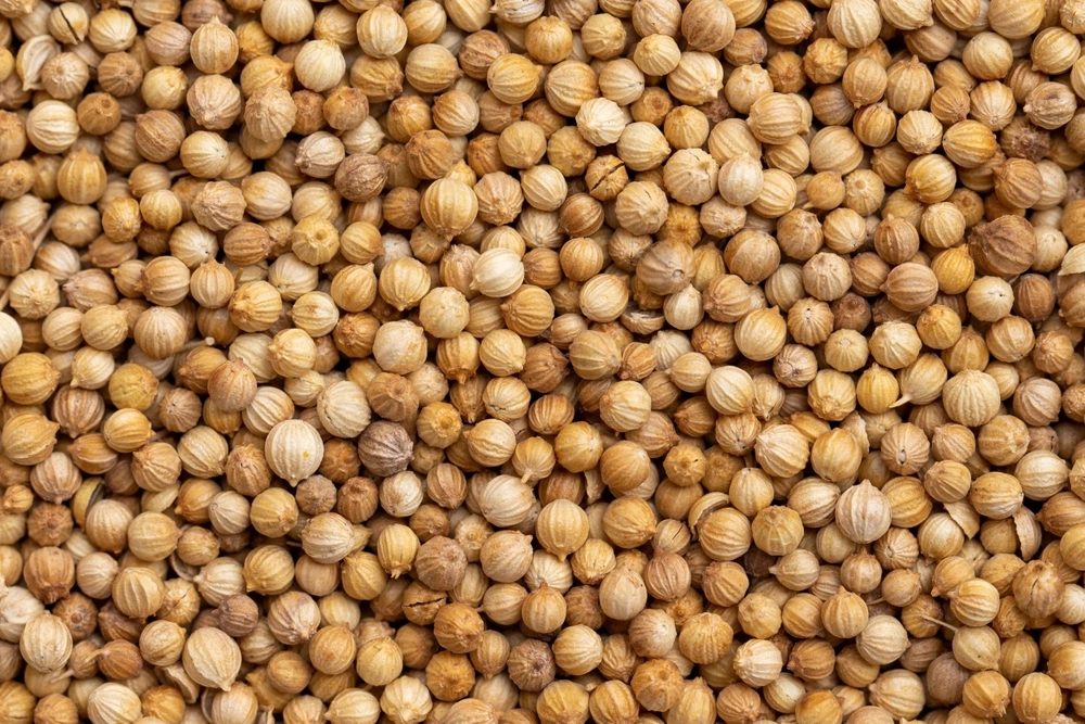 Coriander Seeds — Whole